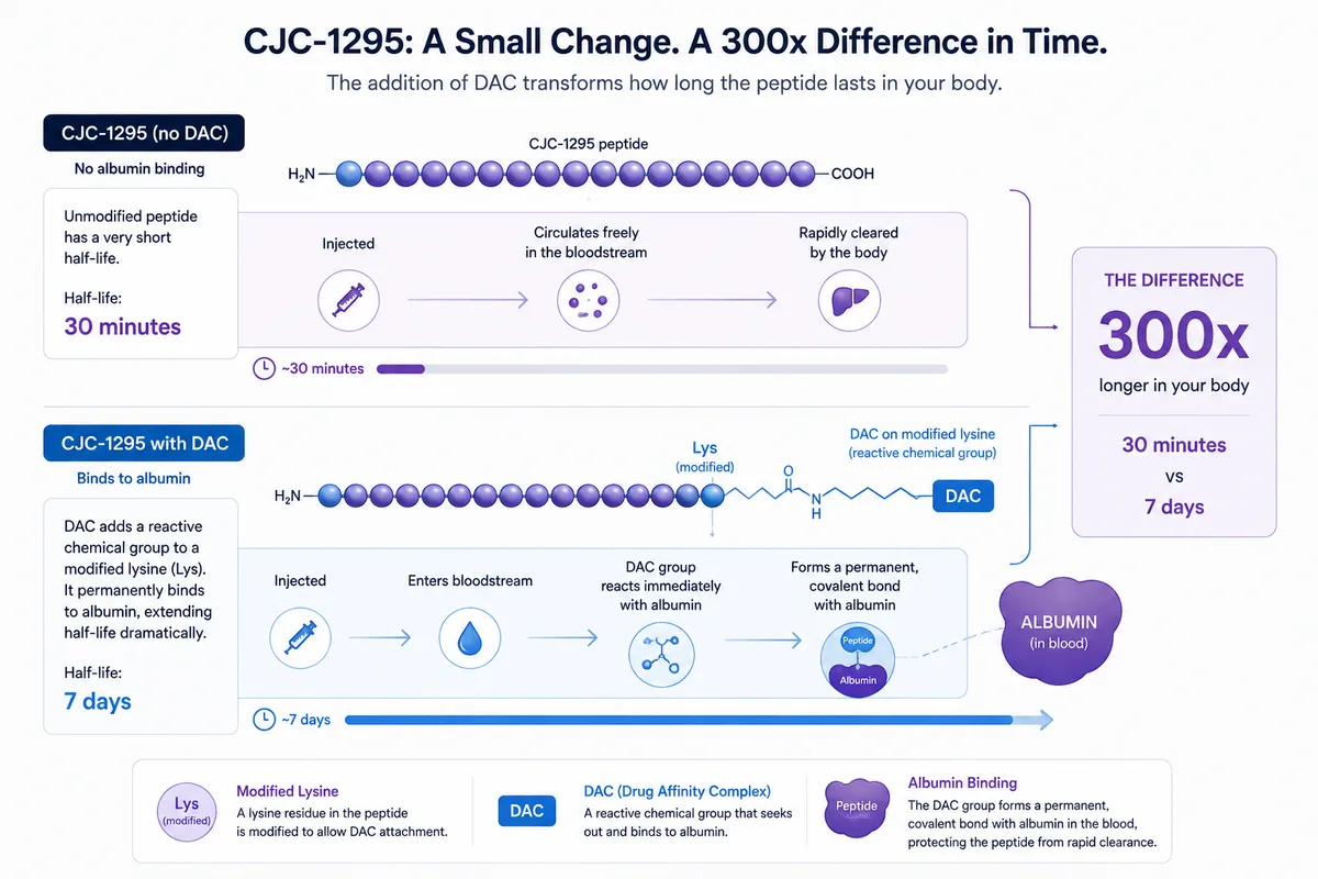 The two forms of CJC-1295 side by side: the with-DAC version rides along with albumin for a plasma half-life of roughly 6–8 days, while the without-DAC version (modified GRF (1-29)) clears in about 30 minutes — a ~300× difference from one chemical group.