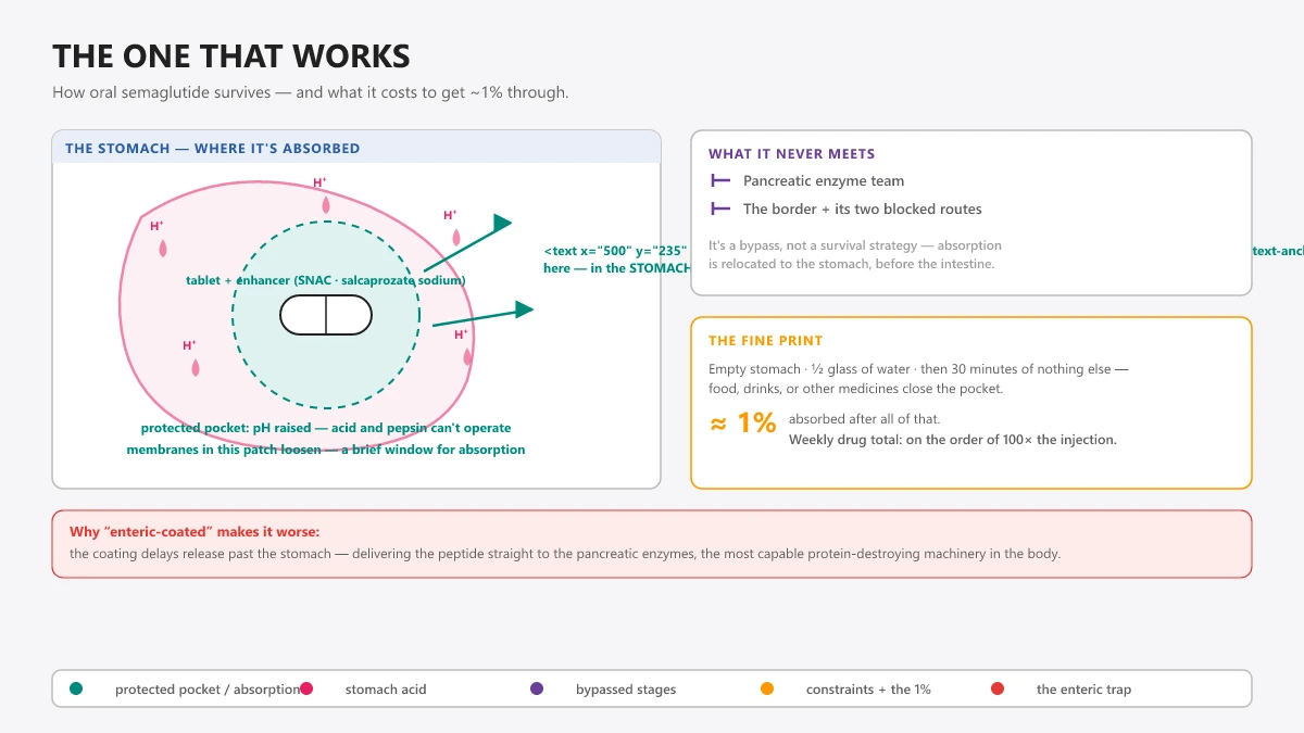 How oral semaglutide works: an absorption enhancer (SNAC) creates a protected pocket in the stomach where acid and pepsin can't act, absorption happens there — before the pancreatic enzymes — and roughly 1% gets through.