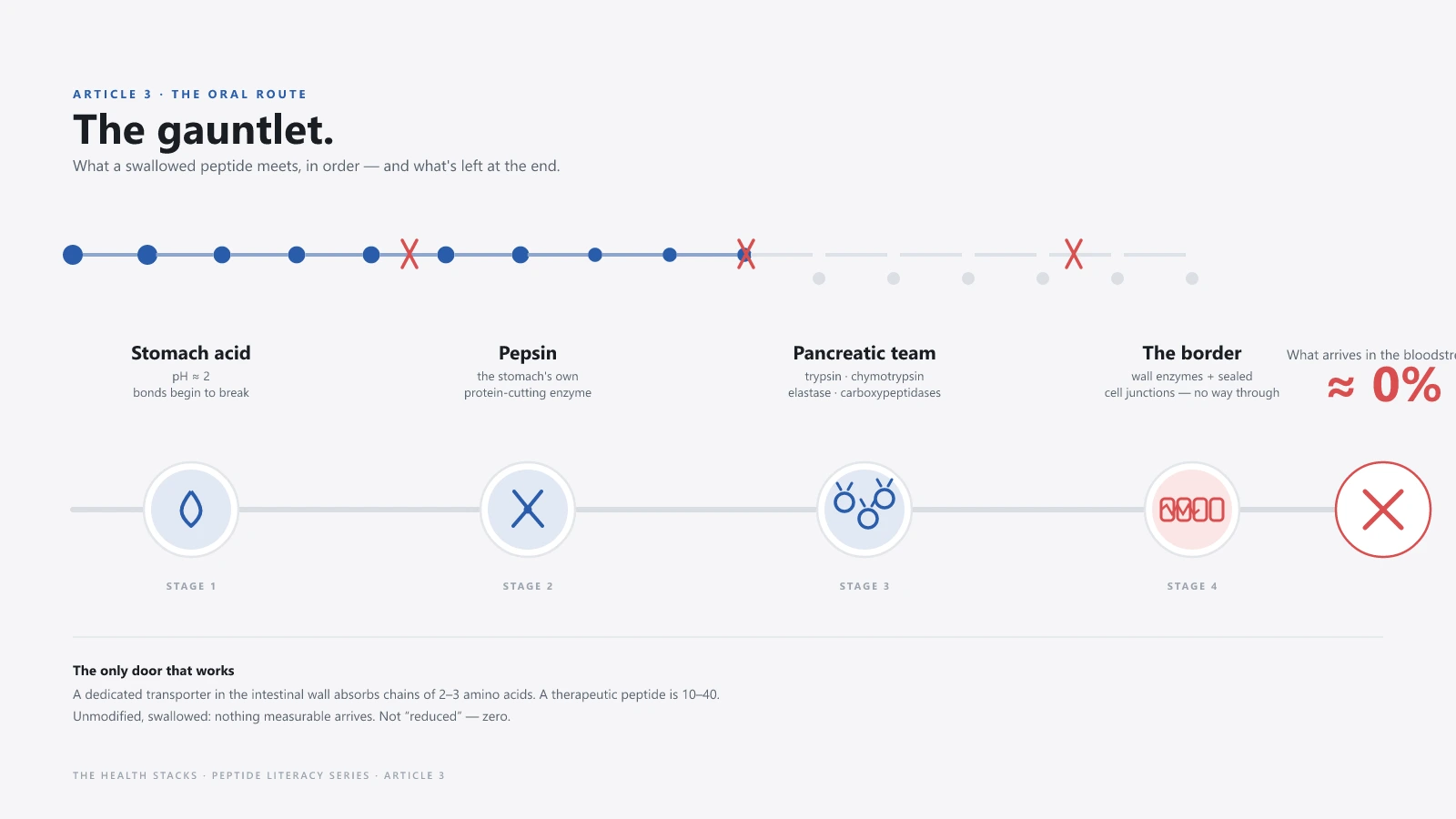 The gauntlet: what a swallowed peptide meets at each stage — stomach acid, pepsin, the pancreatic enzyme team, and the border, with both routes across the intestinal wall blocked.